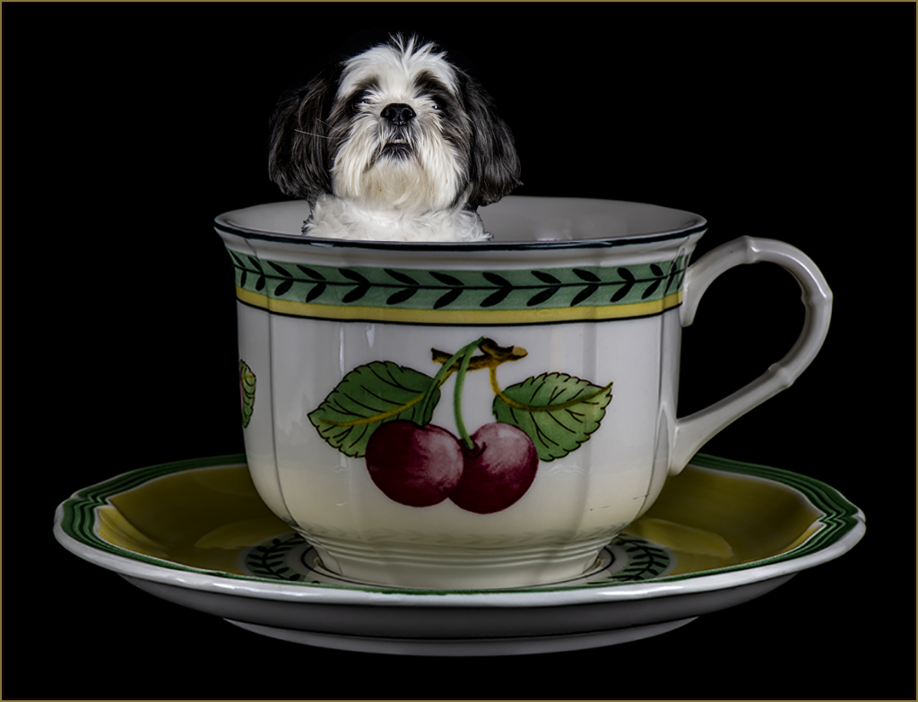Manipulated Art In Class M By Bill Rothfuss For Tea Cup Dog NOV-2018.jpg